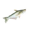 Swai 1KG UP (Head Less) IQF