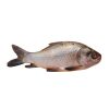 Katla fish
