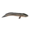 Taki fish