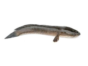 Taki fish