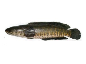 Shoil Fish