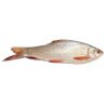 Mrigal Fish