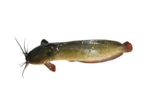 Magur Fish