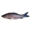 Kalibaush Fish