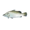 Koral fish