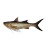 Lakkha fish