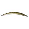 Long Baim Fish