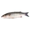 Khorol Bata Fish