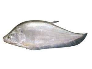 Frozen Fish FOLY
