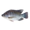 Fish Tilapia