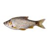 Deshi Puti fish