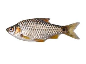 Deshi Puti fish