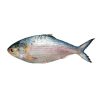 Frozen Fish Hilsha