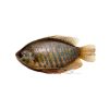 Kholisha fish