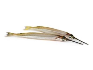 Kakila fish